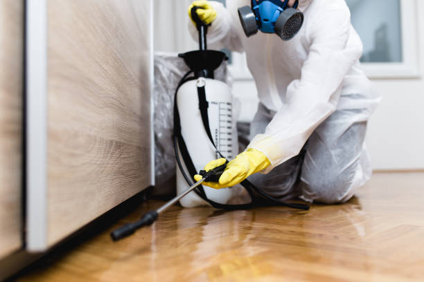 Best Termite Control Services  in Bridgeview, IL