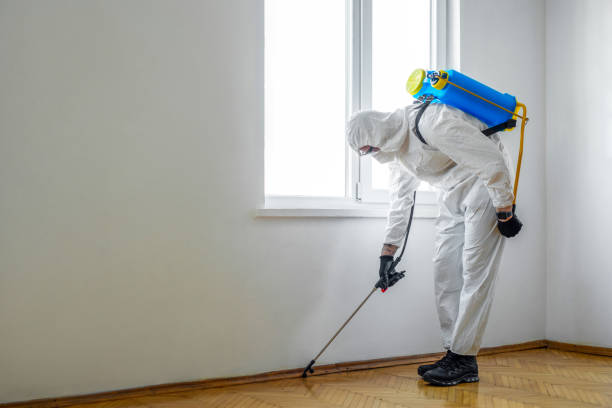Wasp Removal Services in Bridgeview, IL