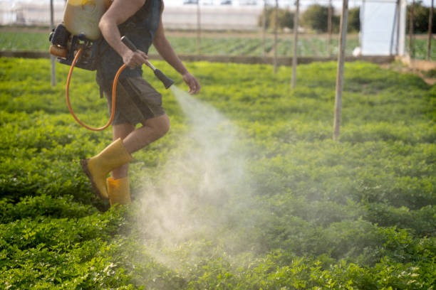 Best Pest Removal Services  in Bridgeview, IL